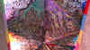 Musaba3.jpg (360895 byte)