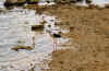 Simeto2.jpg (101172 byte)