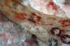 CuevaManos5.jpg (343289 byte)