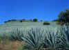 Agave3.jpg (127444 byte)