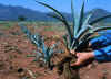Agave6.jpg (111506 byte)