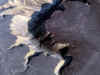 Nazca4.jpg (431605 byte)