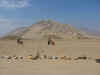 CaralSupe4.jpg (80276 byte)