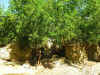 RoyalMound3.jpg (760735 byte)