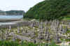 IsolaKashiragashima.jpg (165609 byte)