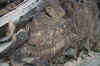 Tanbaly7.jpg (276199 byte)