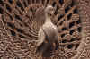 Bhaktapur5.jpg (352781 byte)