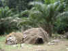 Camerun_Dja3.jpg (225723 byte)