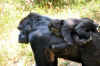 Western-lowland.jpg (230537 byte)