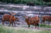 manovo_gounda_st_floris_national_park.jpg (225058 byte)