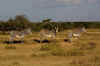 Turkana5.jpg (264456 byte)