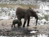 Elefanti.jpg (111588 byte)