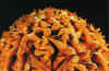 Aldabra5.jpg (72255 byte)