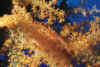 Aldabra6.jpg (96612 byte)