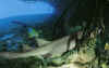 Aldabra8.jpg (65315 byte)