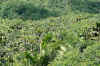ValleeMai8.jpg (516315 byte)
