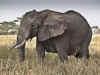 Serengeti10.jpg (796382 byte)