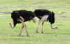 Serengeti11.jpg (339022 byte)