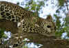 Serengeti13.jpg (244503 byte)