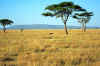 Serengeti14.jpg (303679 byte)