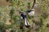 Serengeti16.jpg (332825 byte)