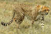 Serengeti18.jpg (484672 byte)