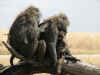 Serengeti7.jpg (406586 byte)