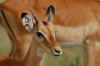 Serengeti8.jpg (122709 byte)