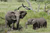 Serengeti9.jpg (333174 byte)