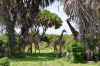 Selous5.jpg (408774 byte)