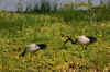 Selous8.jpg (274376 byte)
