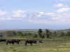 Kilimangiaro10.jpg (373800 byte)