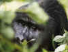 Bwindi.jpg (418241 byte)