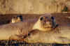 Foche.jpg (230861 byte)