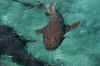 Belize5.jpg (290795 byte)