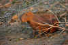 Pantanal5.jpg (392342 byte)