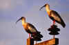 Pantanal6.jpg (153375 byte)