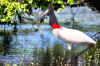 Pantanal8.jpg (987387 byte)