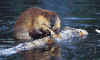 Kluane_Castoro.jpg (40262 byte)