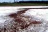 WoodBuffalo2.jpg (153502 byte)