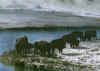 WoodBuffalo6.jpg (75981 byte)