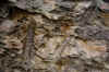 Joggins3.jpg (309615 byte)