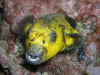 Malpelo4.jpg (402406 byte)