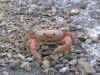 Malpelo6.jpg (532568 byte)