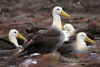 Albatros.jpg (87153 byte)