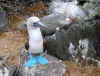 Galapagos10.jpg (353228 byte)