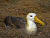 Galapagos6.jpg (244137 byte)