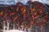 Granchi.jpg (118573 byte)
