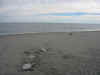 Vizcaino7.jpg (45268 byte)