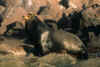 GolfoCalifornia2.jpg (72076 byte)
